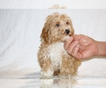 Small #6 Cockapoo (Miniature)