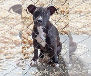 Labrador Retriever-Unknown Mix Dogs for adoption in Mountain View, MO, USA