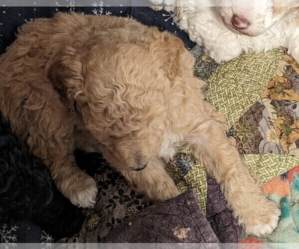 Medium Photo #5 Poodle (Miniature) Puppy For Sale in LEBANON, OR, USA