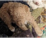 Small Photo #5 Poodle (Miniature) Puppy For Sale in LEBANON, OR, USA