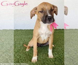 Boxador Dogs for adoption in San Diego, CA, USA