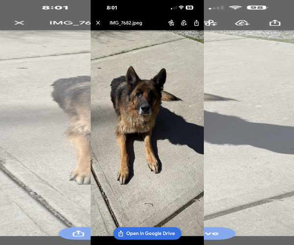 Medium Photo #3 German Shepherd Dog Puppy For Sale in New Hill, NC, USA