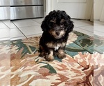 Small #3 Bichpoo-Poodle (Miniature) Mix