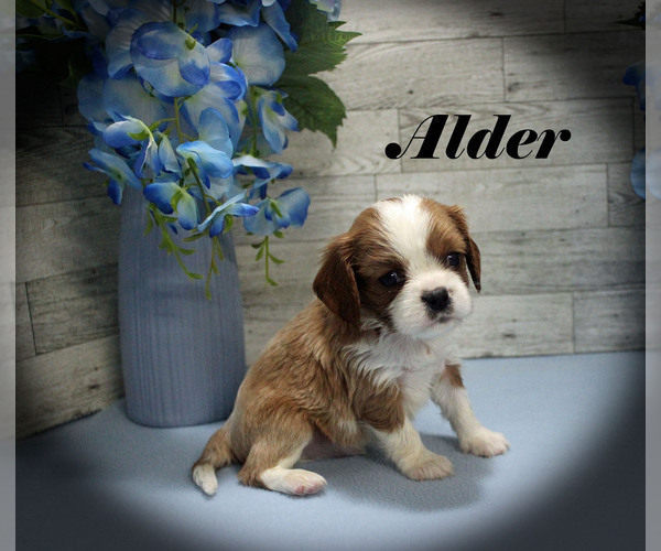 Medium Photo #4 Cavalier King Charles Spaniel Puppy For Sale in CHANUTE, KS, USA