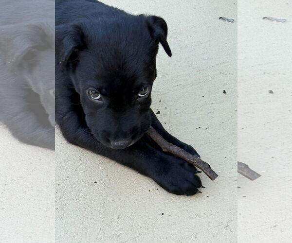 Medium Photo #5 Labrador Retriever-Unknown Mix Puppy For Sale in Fenton, MO, USA