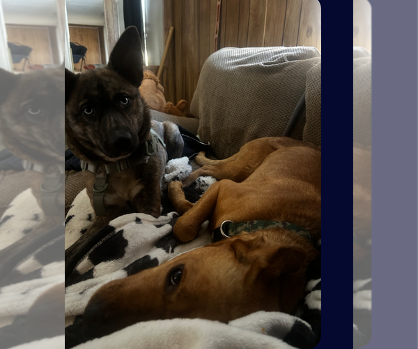 Medium Photo #6 Mutt Puppy For Sale in Holly Springs, NC, USA