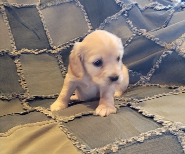 Full screen Photo #6 Cocker Spaniel Puppy For Sale in WITHEE, WI, USA