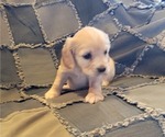 Small Photo #6 Cocker Spaniel Puppy For Sale in WITHEE, WI, USA