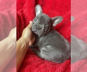 Medium French Bulldog