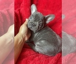 Small French Bulldog