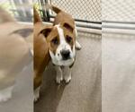 Small American Staffordshire Terrier Mix
