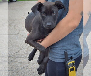 Dawn - Female American Staffordshire Terrier-Unknown Mix Dog for Adoption - Photo #3