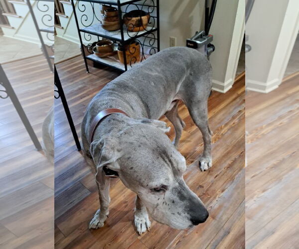 Medium Photo #6 Great Dane Puppy For Sale in Huntersville, NC, USA