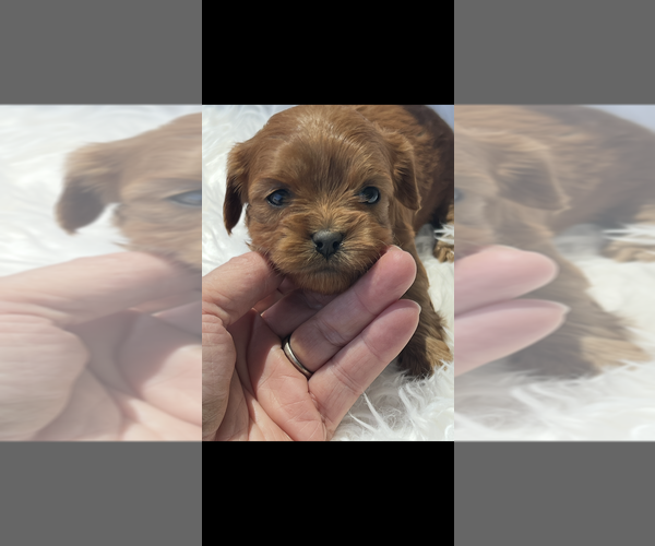 Medium Photo #2 Cavapoo (Toy) Puppy For Sale in NILES, MI, USA
