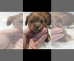 Small #1 Cavapoo (Toy)