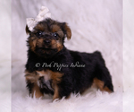 Small Photo #52 Yorkshire Terrier Puppy For Sale in WARSAW, IN, USA