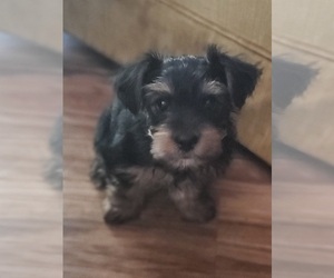 Yorkshire Terrier Puppy for sale in NEVADA, TX, USA