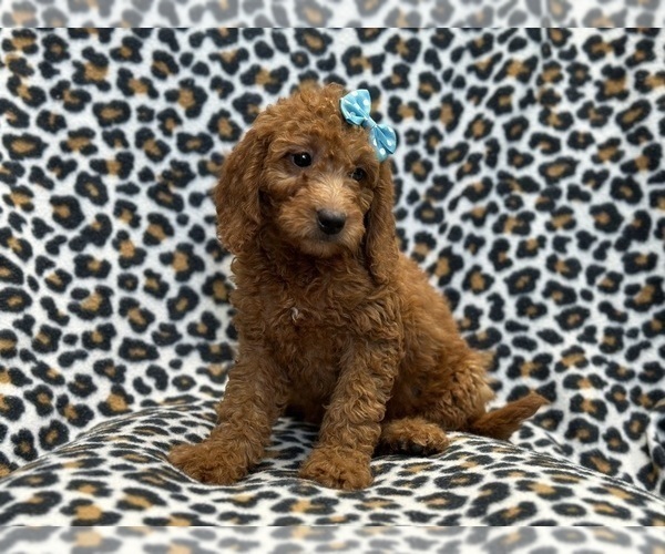 Medium Photo #4 Goldendoodle (Miniature) Puppy For Sale in LAKELAND, FL, USA