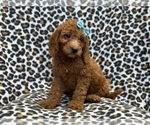 Small Photo #4 Goldendoodle (Miniature) Puppy For Sale in LAKELAND, FL, USA
