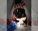 Small Photo #3 Australian Shepherd Puppy For Sale in ANTHONY, FL, USA