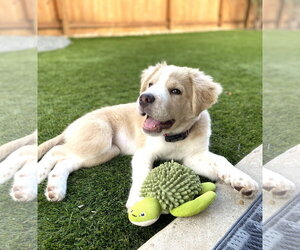 Golden Pyrenees Dogs for adoption in Fort Worth, TX, USA