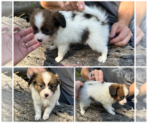 Papillon Puppy for sale in ELK RIVER, MN, USA