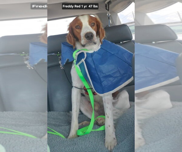 Medium Photo #2 Brittany Puppy For Sale in Curwensville, PA, USA