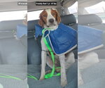 Small Photo #2 Brittany Puppy For Sale in Curwensville, PA, USA