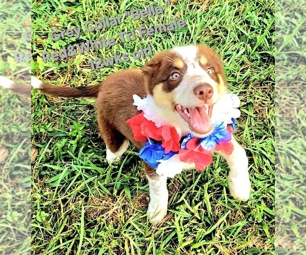 Medium Photo #11 Border Collie Puppy For Sale in BYBEE, TN, USA