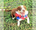 Small #10 Border Collie