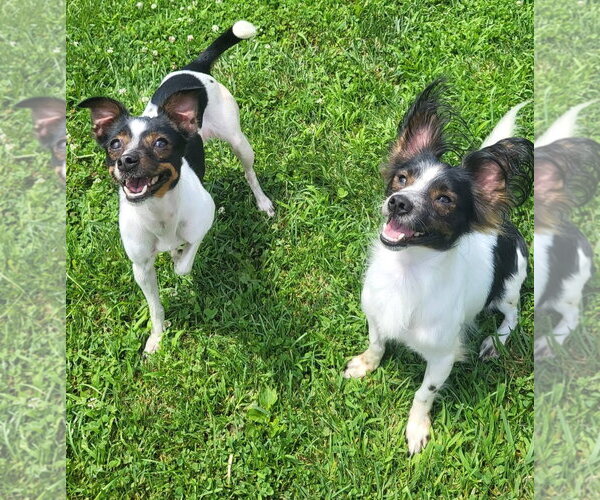 Medium Photo #1 Papillon-Unknown Mix Puppy For Sale in Germantown, OH, USA