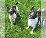 Small Papillon Mix