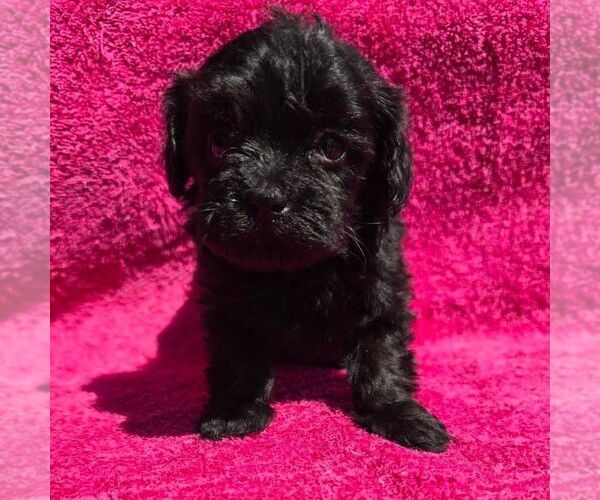 Medium Photo #1 Maltipoo (Miniature) Puppy For Sale in CHARLOTTE HALL, MD, USA