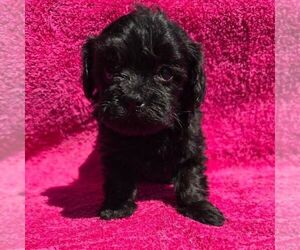 Maltipoo (Miniature) Puppy for sale in CHARLOTTE HALL, MD, USA