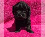 Small Maltipoo (Miniature)