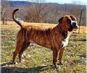 Father of the Alapaha Blue Blood Bulldog puppies born on 05/26/2025