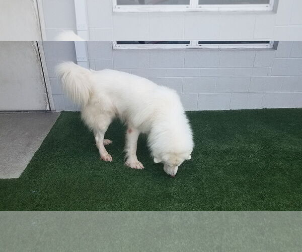 Medium Photo #4 Great Pyrenees-Unknown Mix Puppy For Sale in Houston, TX, USA