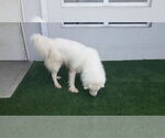 Small #3 Great Pyrenees Mix
