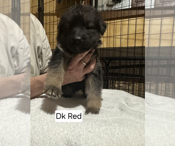Medium Photo #2 German Shepherd Dog Puppy For Sale in LA FAYETTE, NY, USA