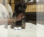 Small Photo #18 German Shepherd Dog Puppy For Sale in LA FAYETTE, NY, USA