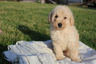 Goldendoodle-Poodle (Miniature) Mix Puppy for sale in GLASGOW, KY, USA