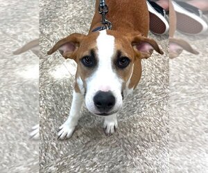 Treeing Walker Coonhound-Unknown Mix Dogs for adoption in Claremore, OK, USA