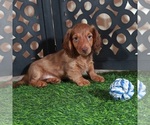 Small #1 Dachshund