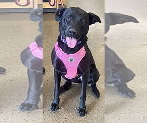 Retriever -Unknown Mix Dogs for adoption in Munford, TN, USA