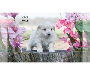 American Eskimo Dog-Poodle (Toy) Mix Puppy for Sale in CLARE, Michigan USA