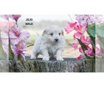 Small Photo #1 American Eskimo Dog-Poodle (Toy) Mix Puppy For Sale in CLARE, MI, USA