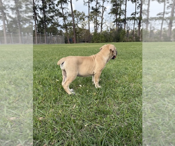 Medium Photo #7 Cane Corso-Mastiff Mix Puppy For Sale in NEW CANEY, TX, USA