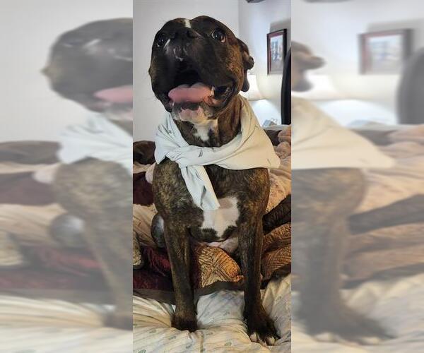 Medium Photo #1 Boxer-Unknown Mix Puppy For Sale in San Antonio, TX, USA