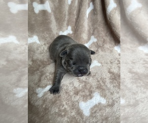French Bulldog Puppy for sale in TRAVELERS REST, SC, USA