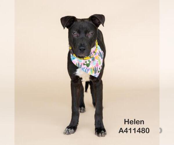 Medium Photo #3 Labrador Retriever-Unknown Mix Puppy For Sale in Conroe, TX, USA